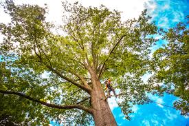 Calwa, CA Tree Care Company