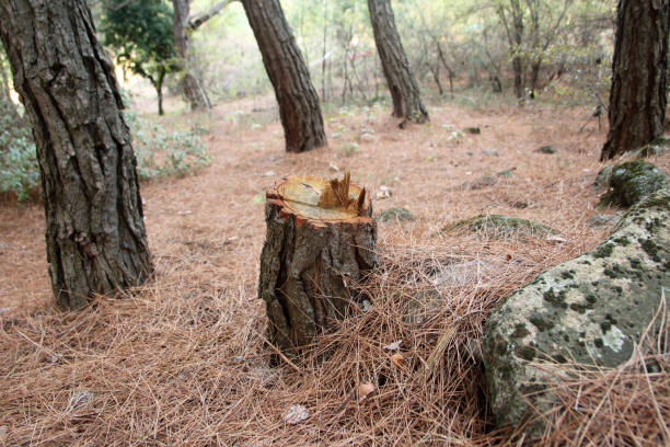 Best Tree Risk Assessment  in Lwa, CA