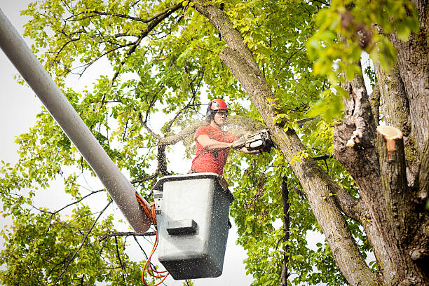 Best Emergency Tree Removal  in Lwa, CA