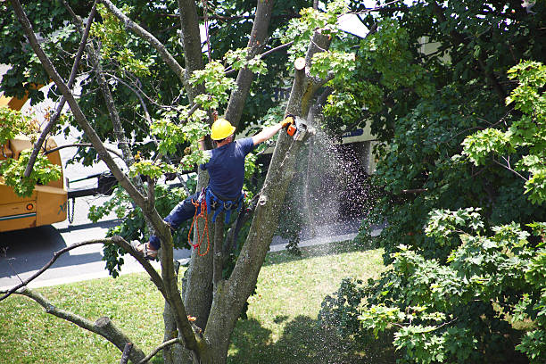 How Our Tree Care Process Works  in  Calwa, CA