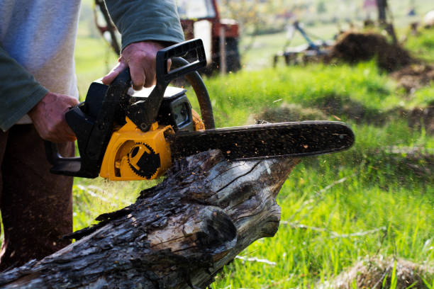 Best Seasonal Cleanup (Spring/Fall)  in Lwa, CA