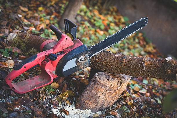 Best Tree Trimming and Pruning  in Lwa, CA