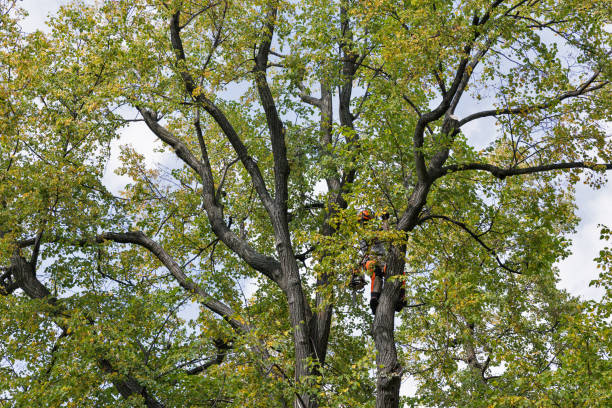 Best Arborist Consultation Services  in Lwa, CA